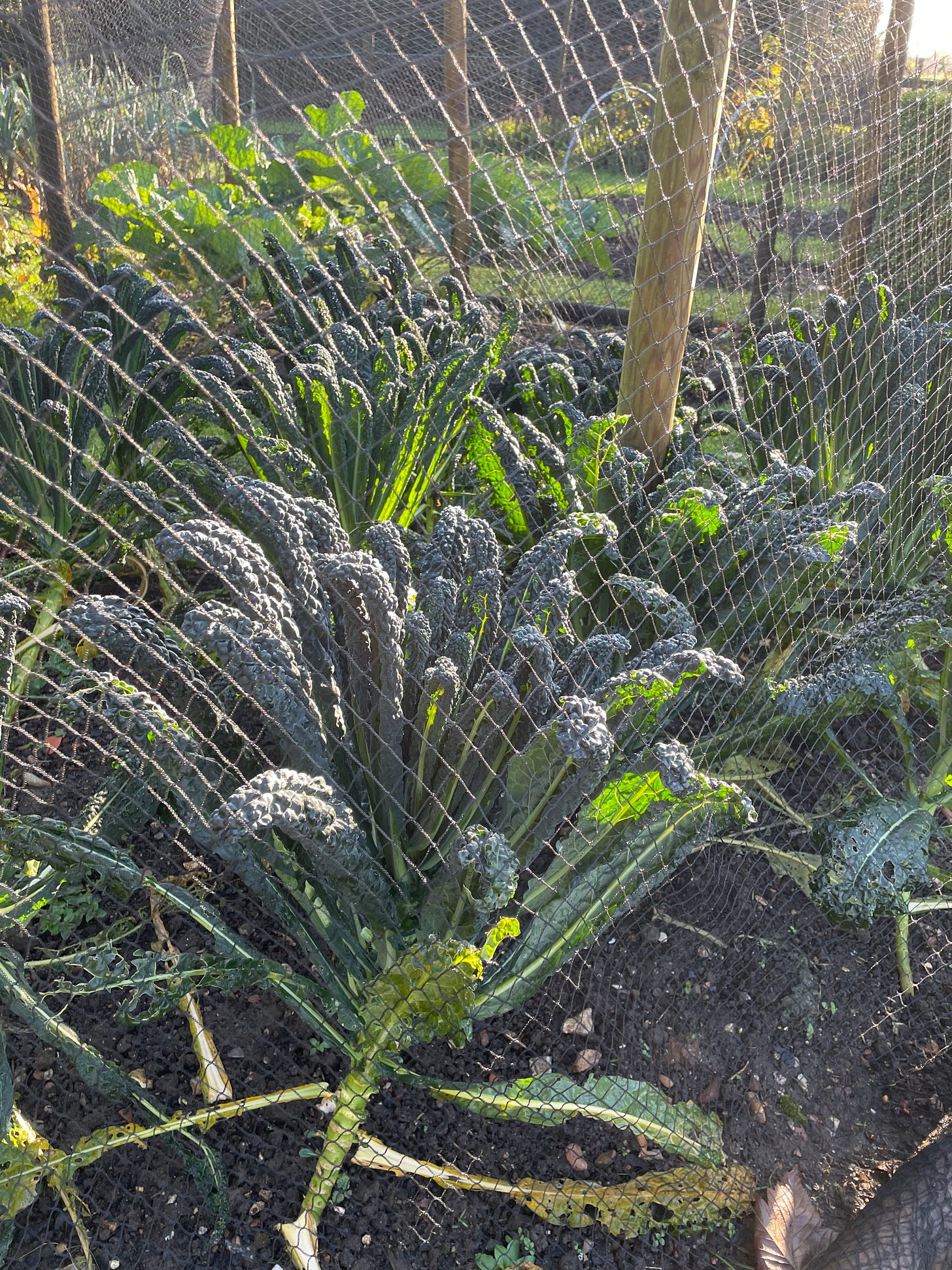 Netted patch of homegrown Cavolo Nero, in the Winter light.