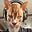 Facet's avatar
