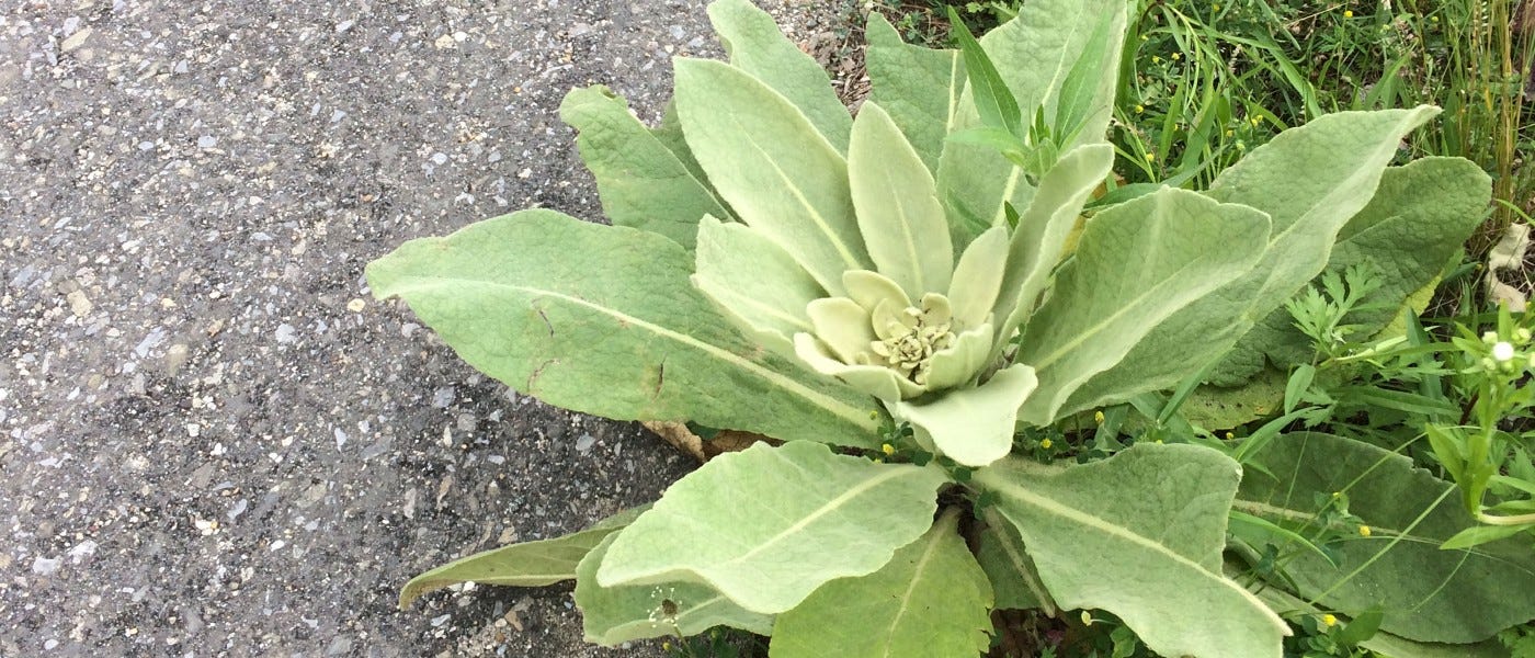 https://www.bbg.org/img/uploads/hero/_desktop_hero_regular/mullein_SN_1.jpg https://www.bbg.org/img/uploads/hero/_desktop_hero_regular/mullein_SN_1.jpg
