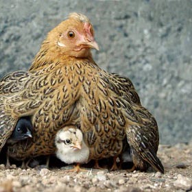 Broody God