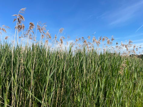 Tall reed grasses with green stems and yellow tops, with blue sky behind; a yellow arrow on a brown post points towards green grass, dark trees on the horizon, and a stormy sky; small white flowers in the foreground, with grass and clouds behind