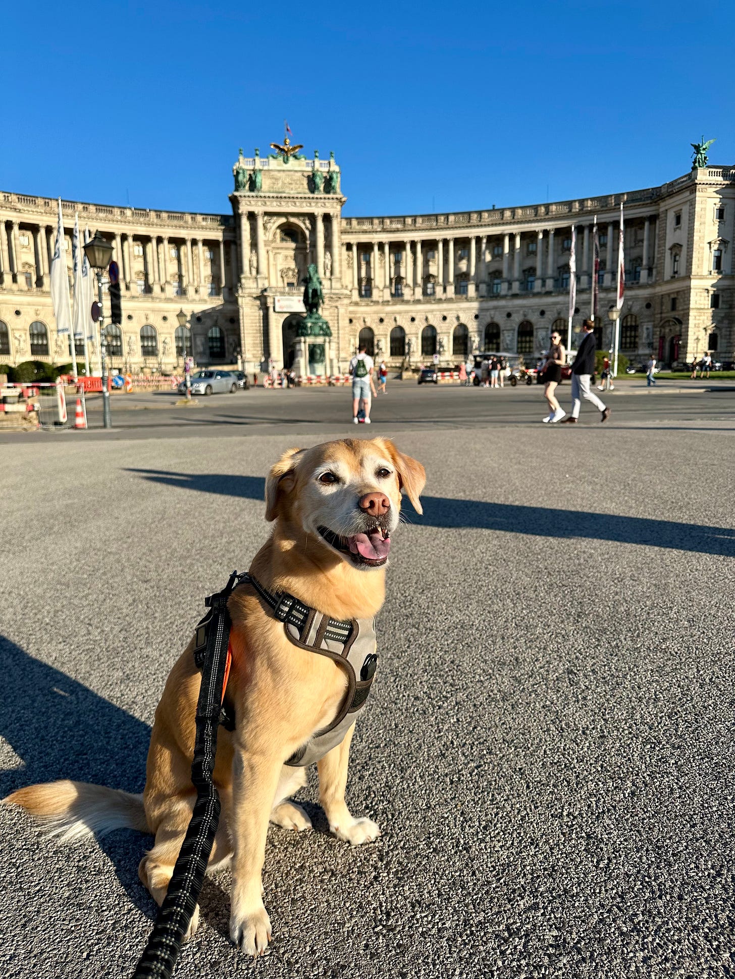 dog in Vienna