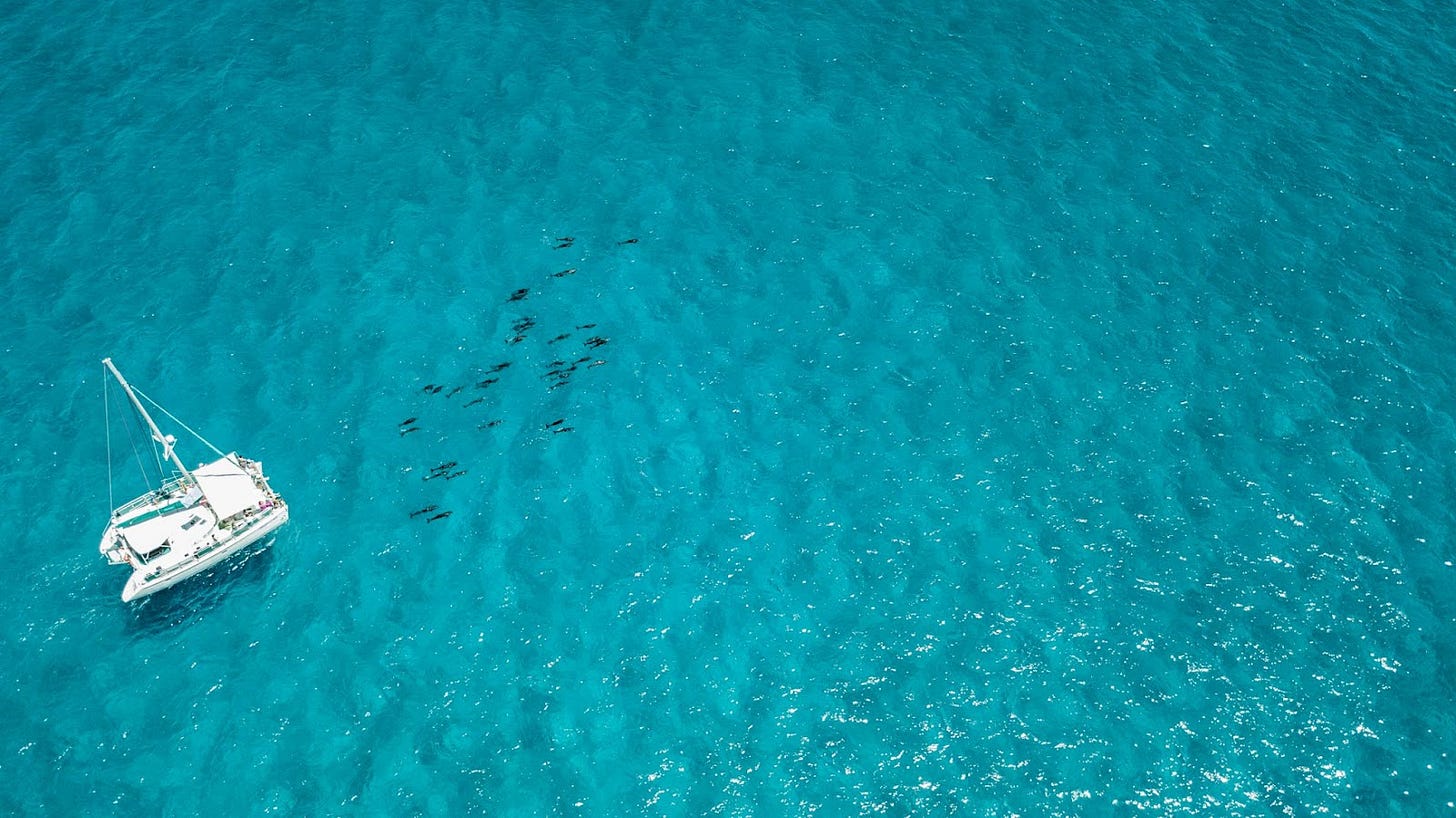 drone photo of pod of dolphins leading catamaran on ocean
