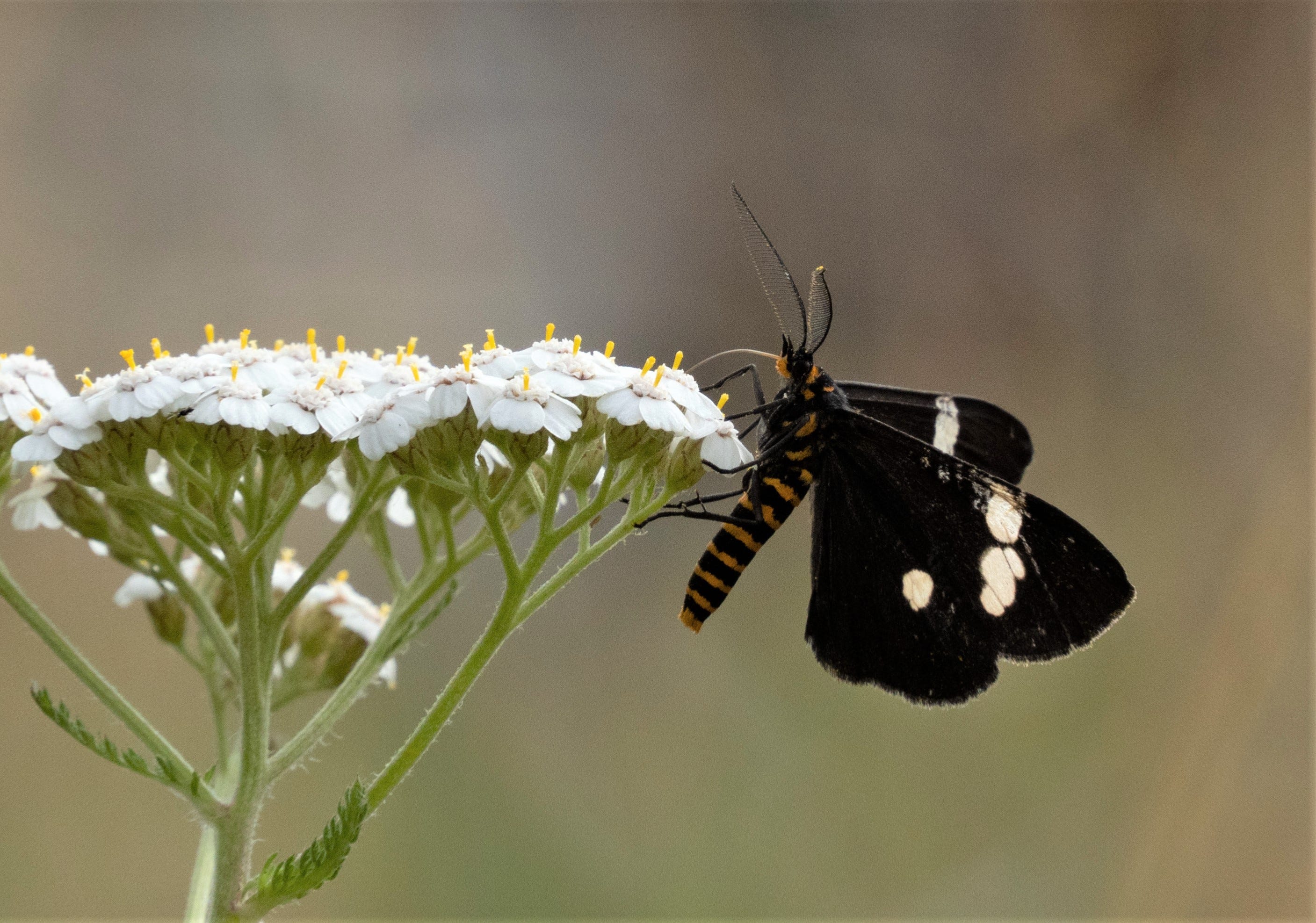 The Magpie Moth - by Zenobia Southcombe