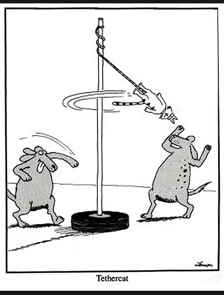 20 Best The Far Side Comics About Cats