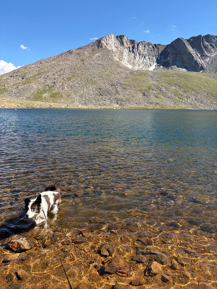 two dogs sitting on a rocky trail and a border collie wading in a mountain lake