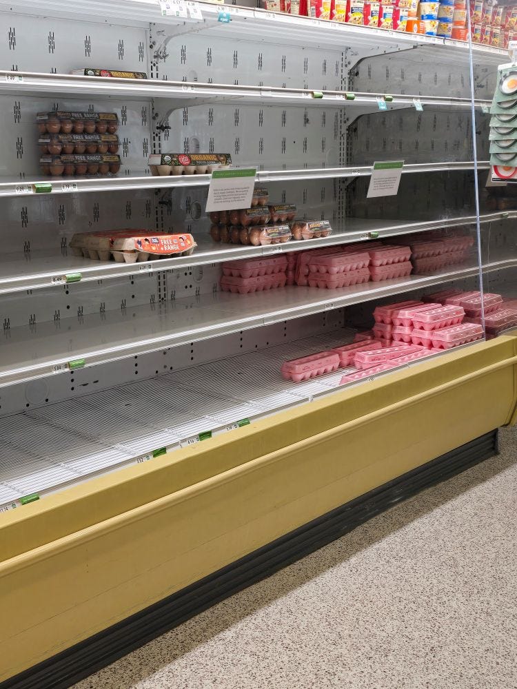 A very empty section of grocery shelves where eggs should be A very empty section of grocery shelves where eggs should be
