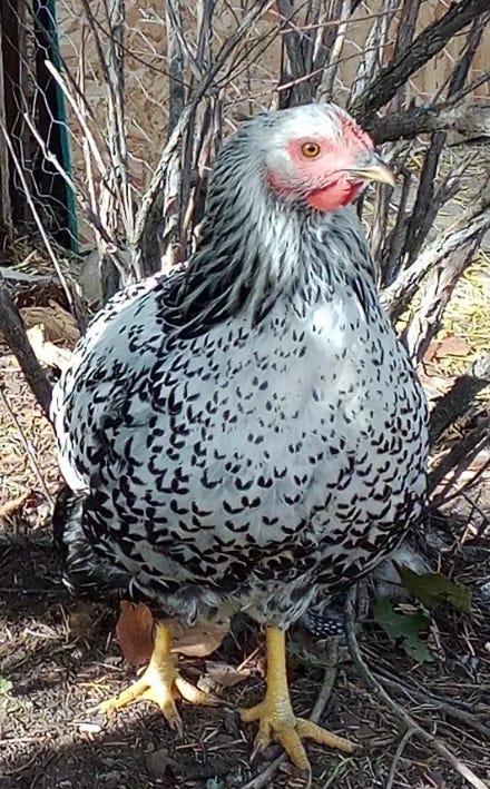 Spring Chicken In Rough Shape Healthy Living Can Be Deadly - by J. Daniel Sawyer