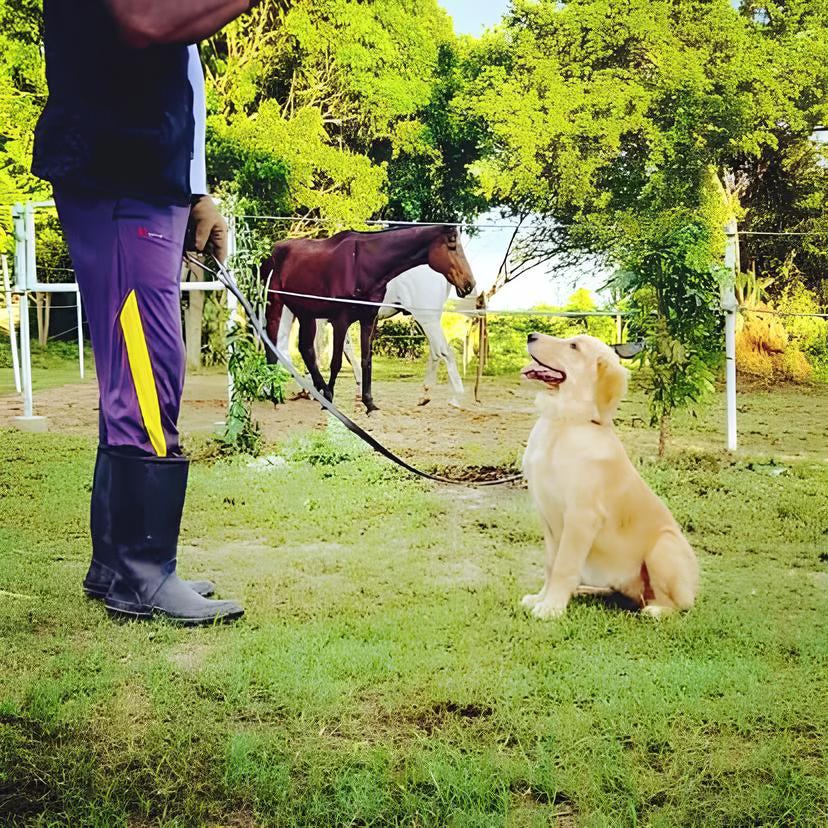VONFIDEL K9 training session: a young puppy sits in obedience, focused on its tall handler, while horses graze in the paddock behind. The exercise builds consistency, teaching the dog to ignore environmental distractions and remain steady under varied stimuli.