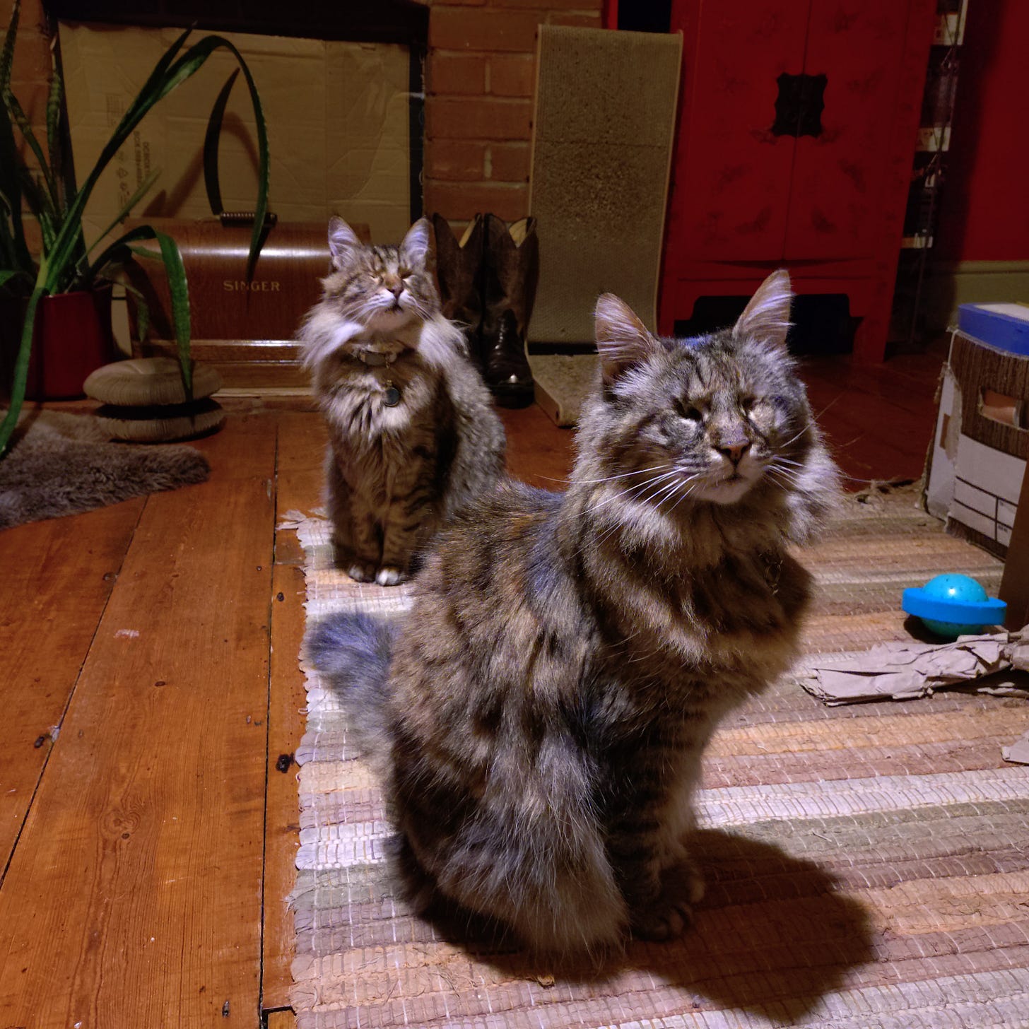 Rosie and Milly both sitting up, one behind the other, in the living room.