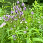 Noticing Nature #13 : Verbena, Plantains, Poppies and Potatoes