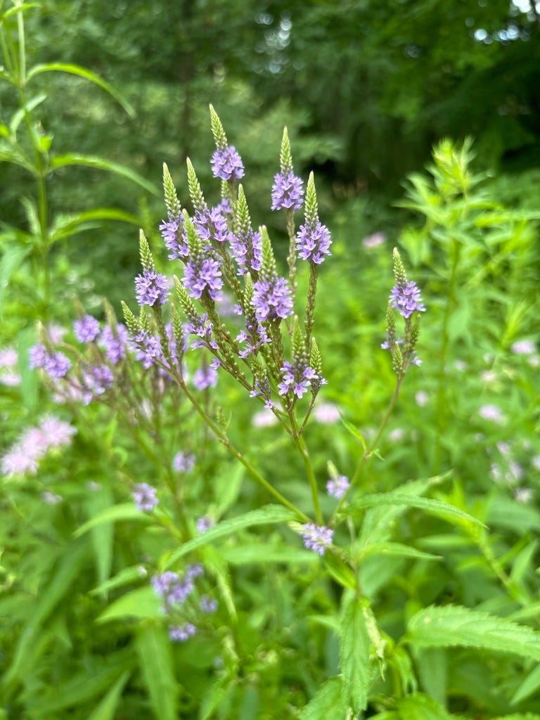 Blue Vervain Blue Vervain
