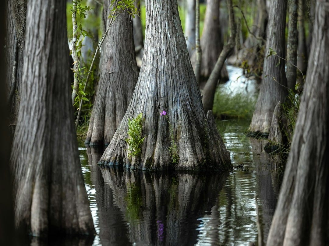 Cypress trees reflected in dark swamp water