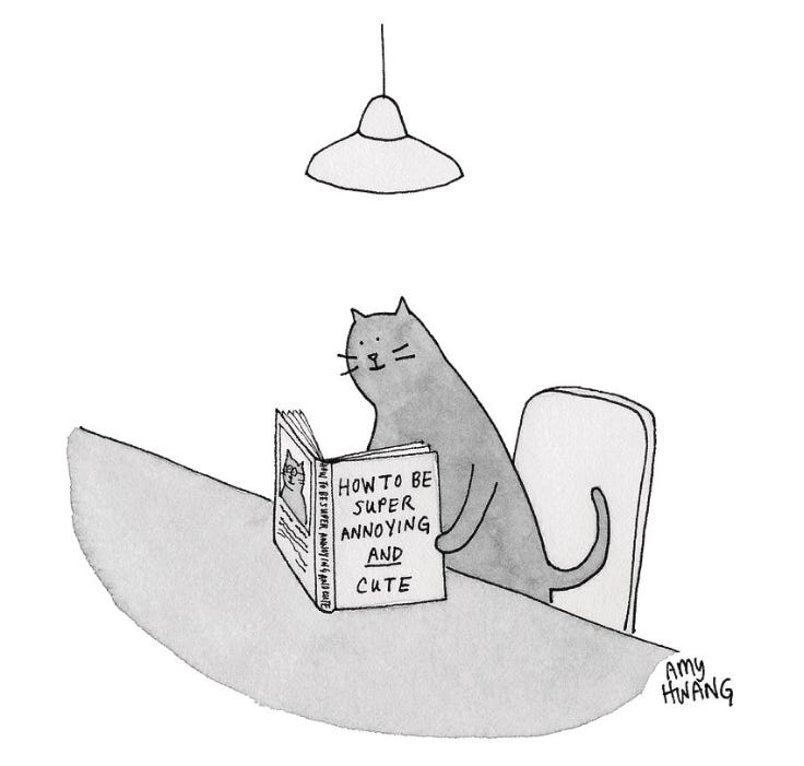 Cat is reading a book titled, “How to be super annoying and cute.” Cat is reading a book titled, “How to be super annoying and cute.”