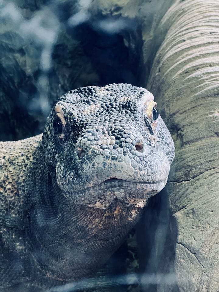 Komodo dragons at Memphis Zoo