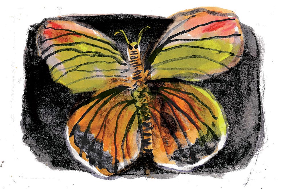 ugly butterfly by Beth Spencer ugly butterfly by Beth Spencer