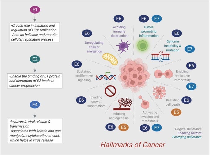 Mechanistic role of HPV-associated early proteins in cervical cancer:  Molecular pathways and targeted therapeutic strategies - ScienceDirect