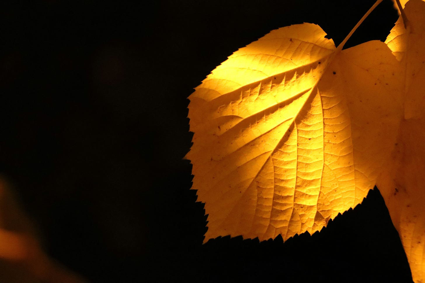 A golden autumn leaf glowing in warm sunlight, symbolizing beauty, change, and renewal.