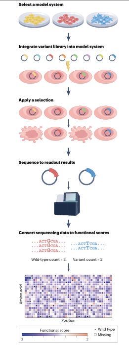 Overview of multiplexed assays of variant effect workflows. After an appropriate model system is selected, a variant library is introduced into cells followed by phenotypic selection with a functional assay. Cells are then sequenced both before and after selection, and variant functional scores are computed to quantify changes in variant frequencies, reflecting their functional impact.
https://doi.org/10.1038/s41576-025-00870-x