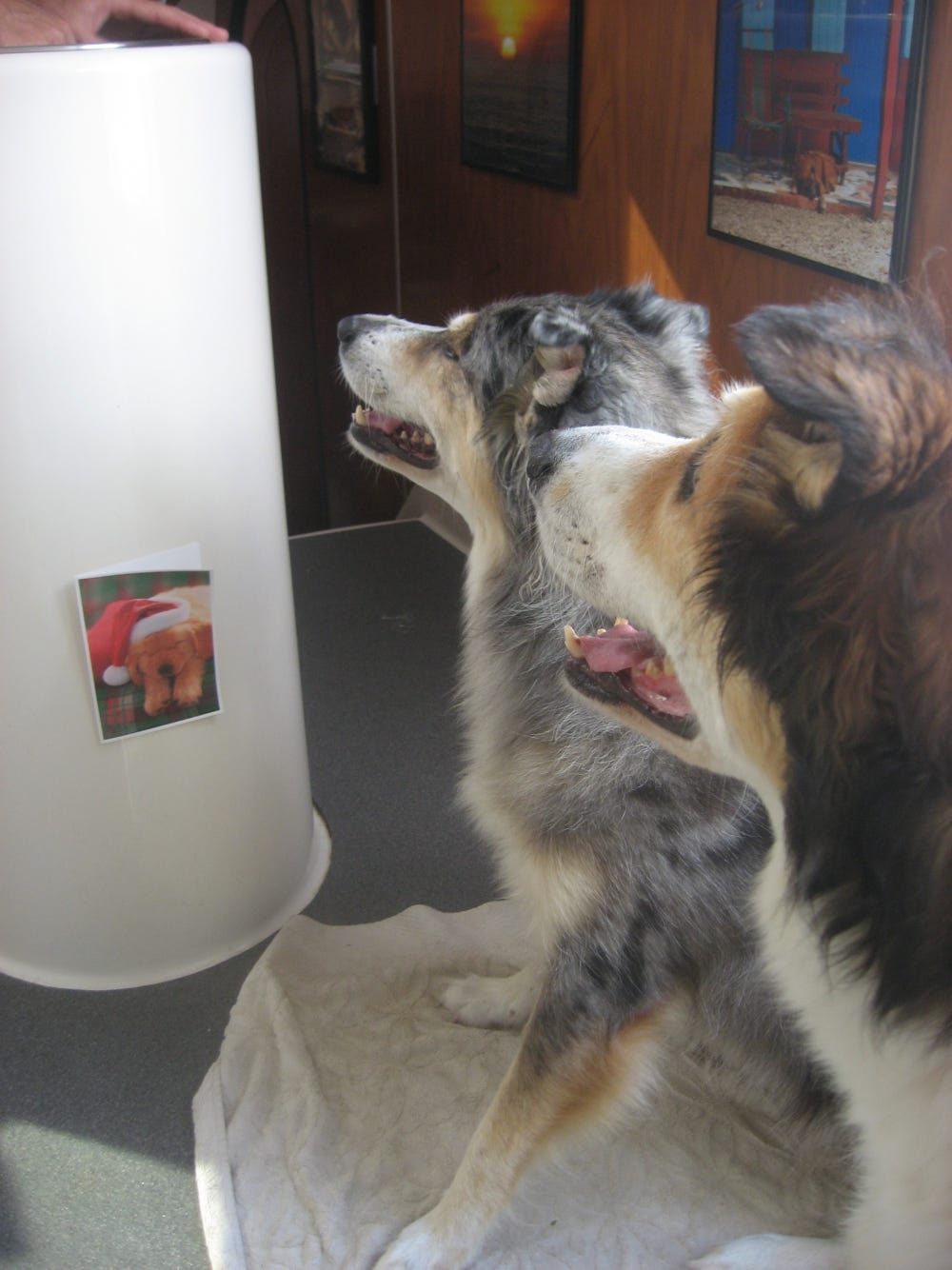 Kali and Darwin anticipating bacon fat in Irie's galley.