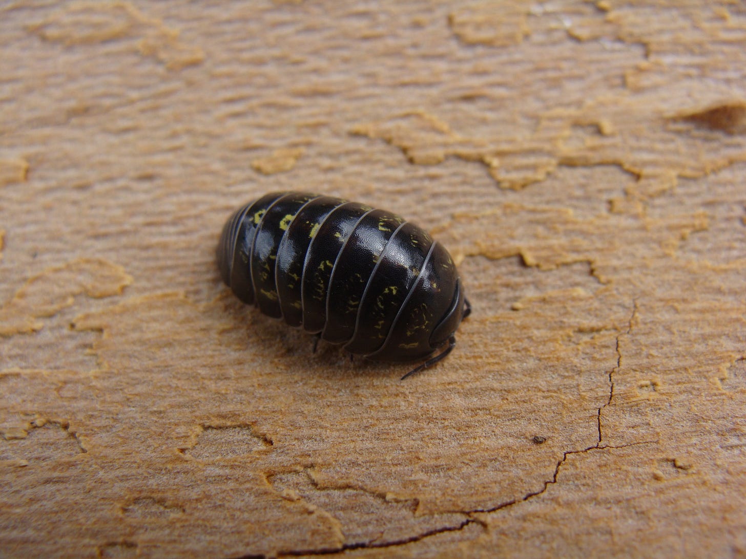 A woodlouse (Armadillidum vulgare). A woodlouse (Armadillidum vulgare).