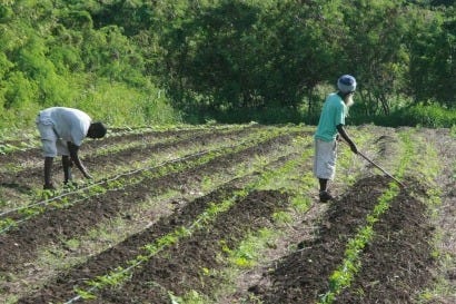 antigua_and_barbuda_farmers.jpg antigua_and_barbuda_farmers.jpg