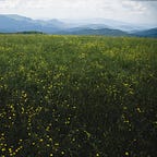 The Beautiful Disruption