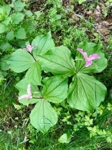 Trillium Lily - Jean Andrianoff