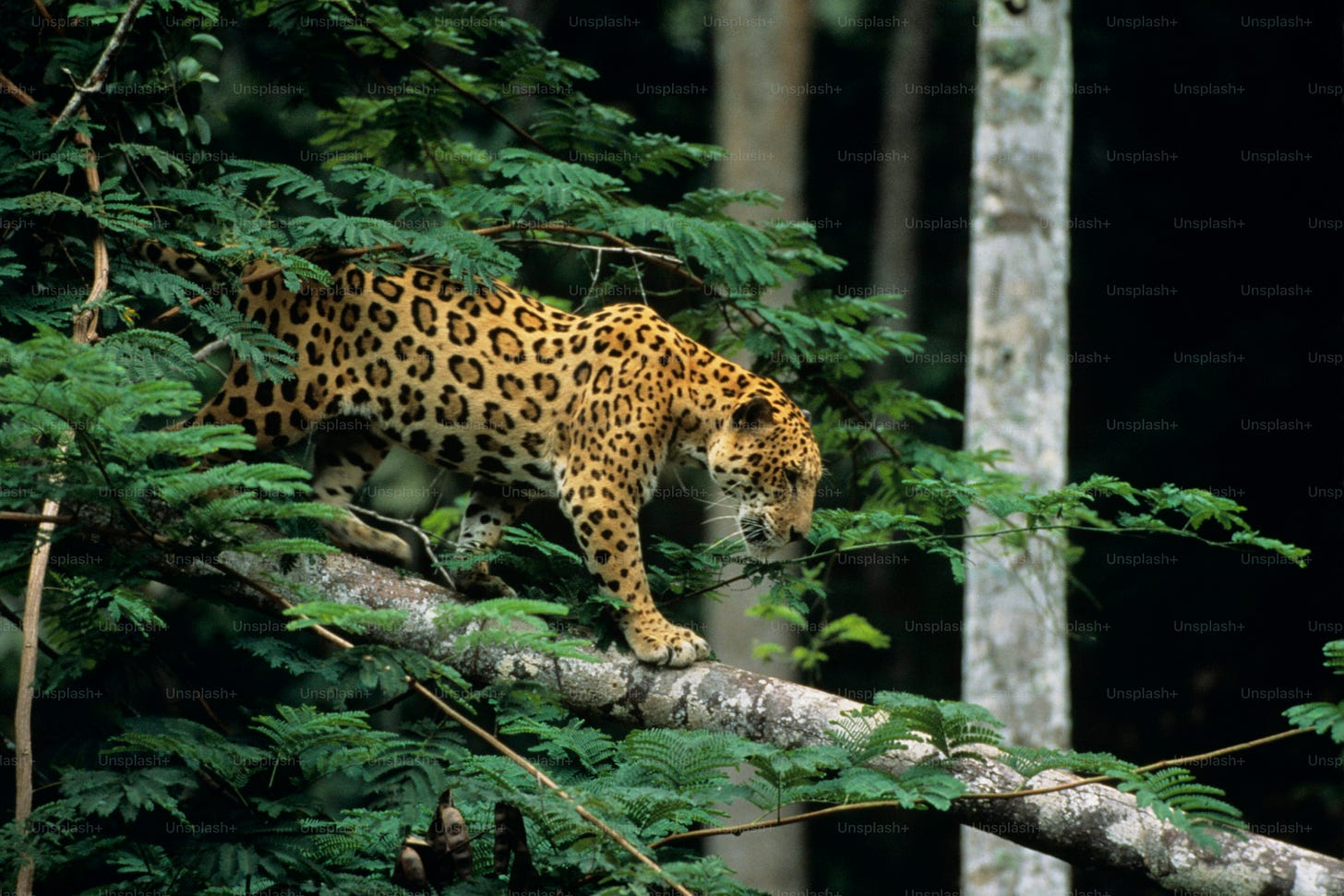 a leopard walking on a tree branch in a forest
