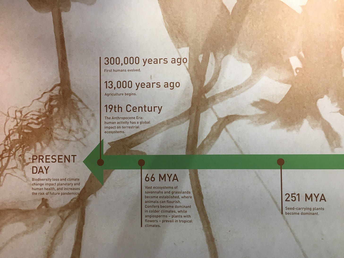 Timeline working from the present day backwards, with biodiversity loss risking planetary and human health now, to 300,000 years ago when first humans evolved, to 66 MYA when vast ecosystems of savannahs and grasslands became established. Timeline working from the present day backwards, with biodiversity loss risking planetary and human health now, to 300,000 years ago when first humans evolved, to 66 MYA when vast ecosystems of savannahs and grasslands became established.