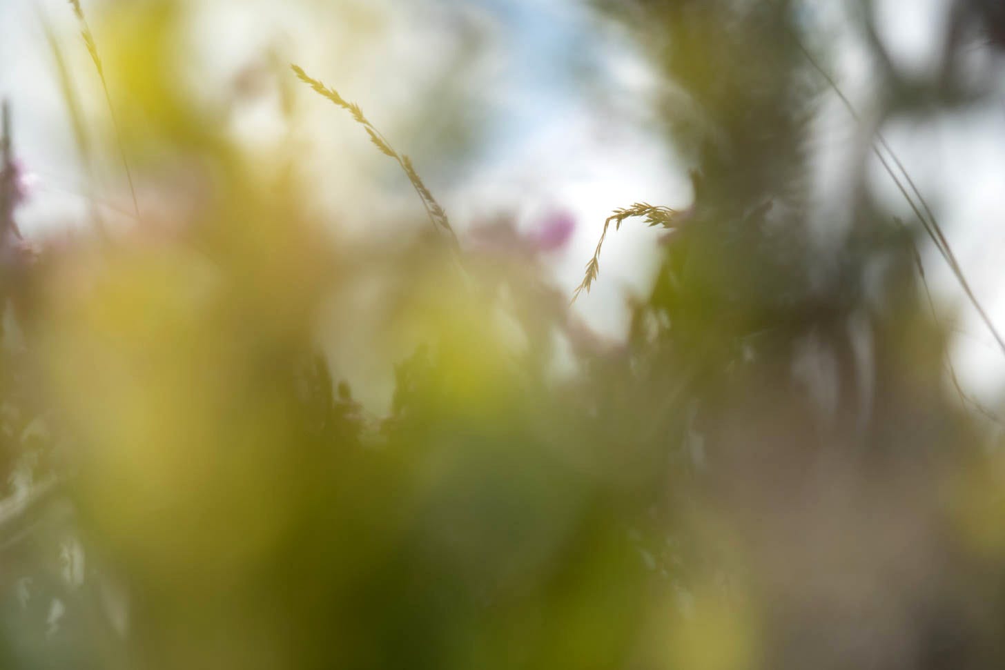 Macro shot of the flowering Scottish muir, grass in focus amid a softly blurred patchwork of blaeberry, bell heather and ling