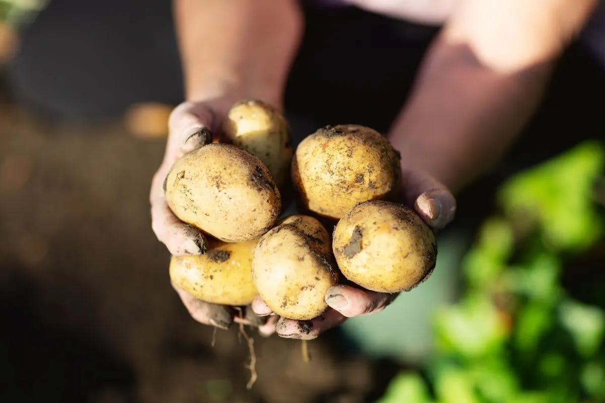 Hands holding potatoes just dug out of the ground.