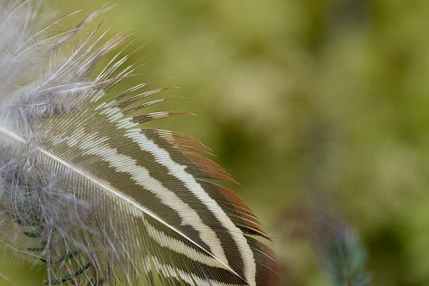 Softly delicate and distinctively patterned feathers of pheasant