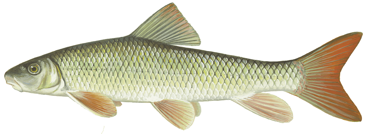 Shorthead redhorse Shorthead redhorse