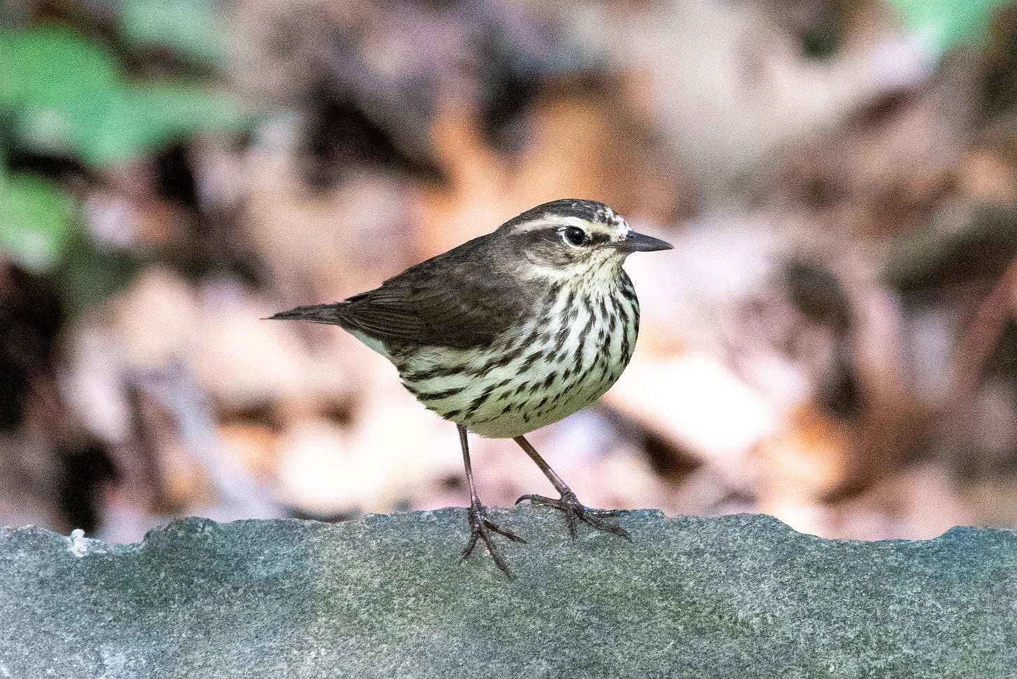 A warbler with worm-colored legs, a brown back, a slightly speckled chin, and a streaked yellowish belly stands on a rock