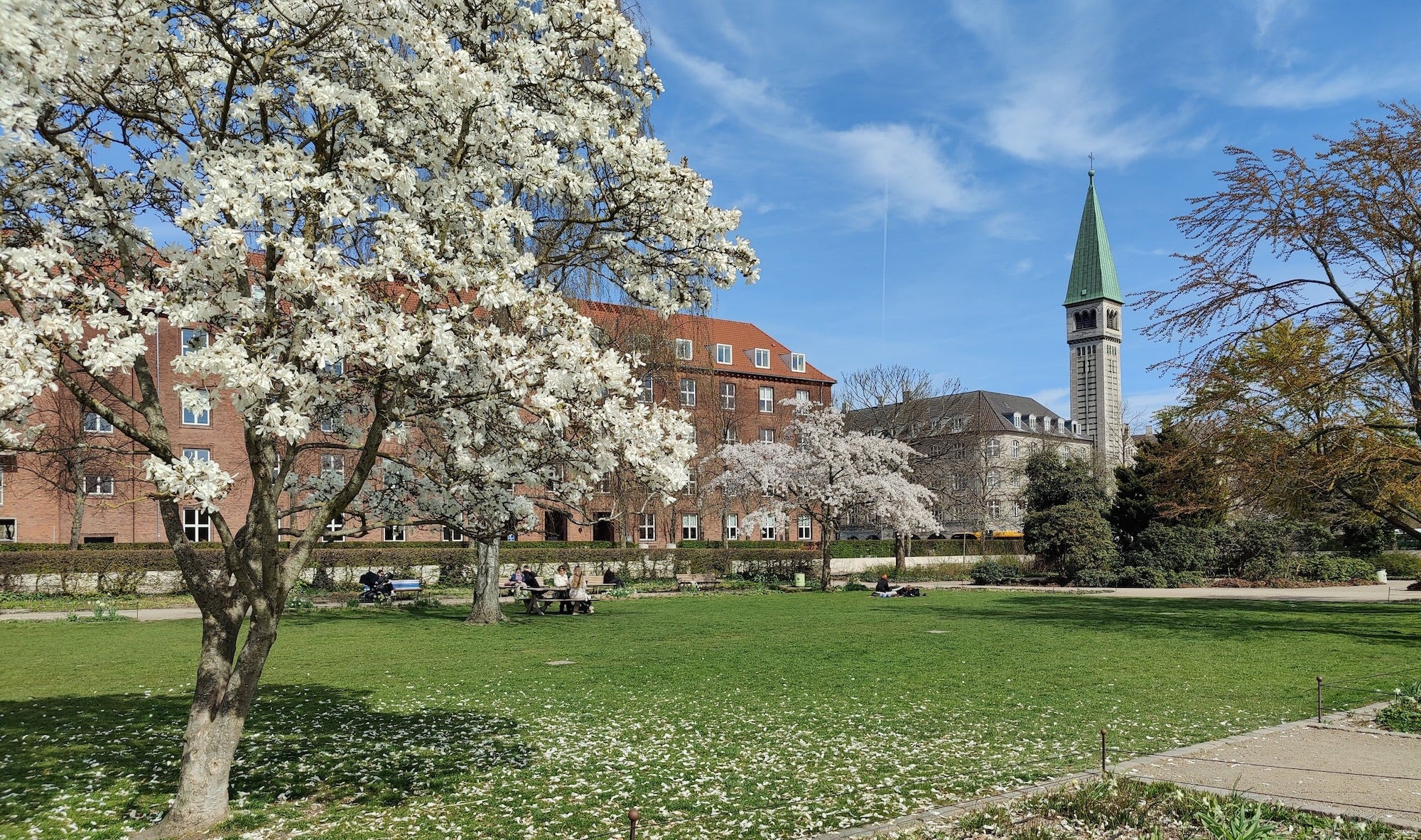 Copenhagen Enghave Park with blooming magnolia and spring blossom