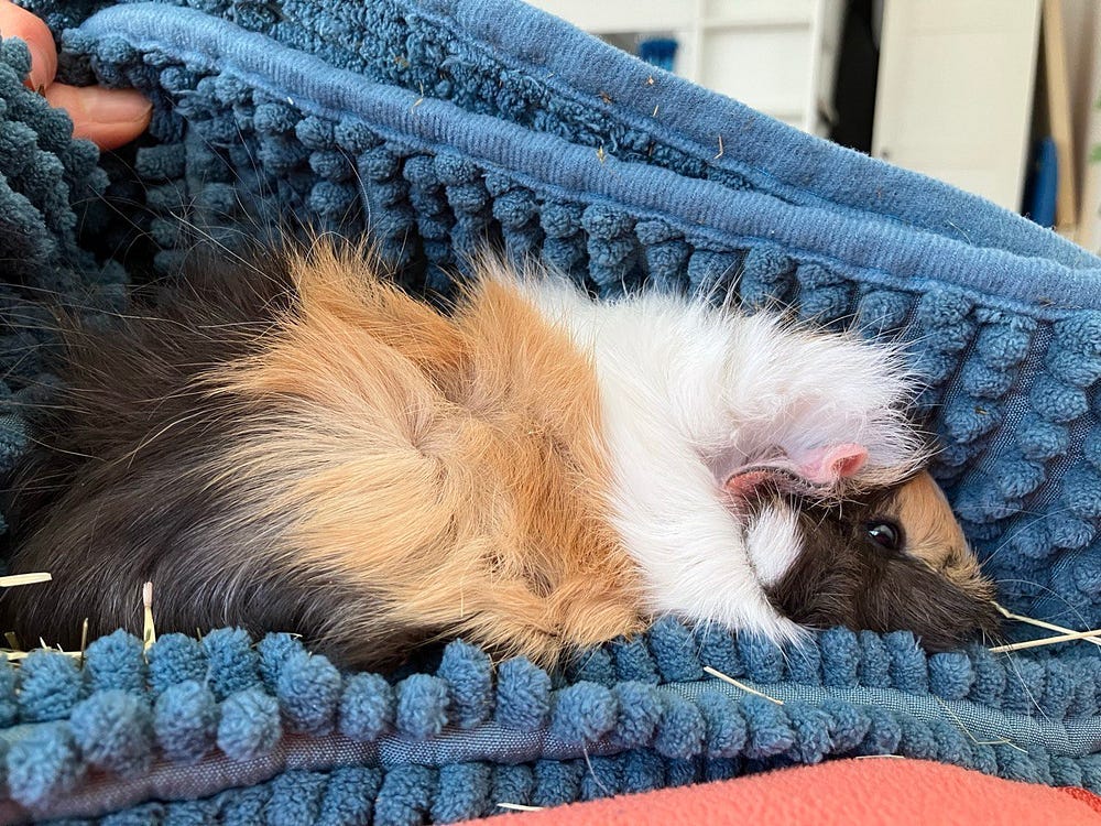 My guinea pig sleeping in my lap.