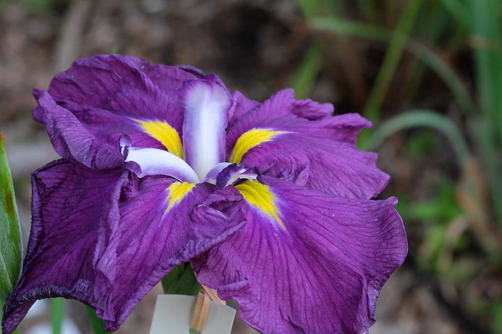 possible combinations for creating iris pseudatas