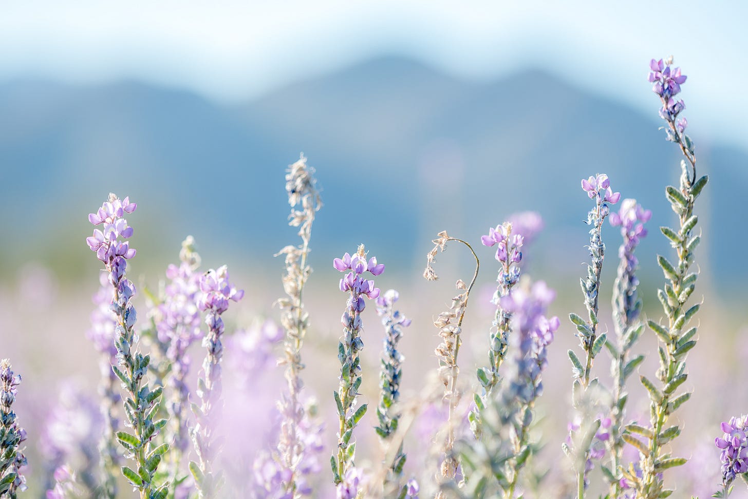 Purple wildflowers in focus with blurry mountain peaks in the background.