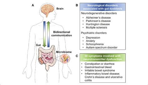 The bidirectional GBA. (A) The reciprocal communication between gut and... | Download Scientific ... The bidirectional GBA. (A) The reciprocal communication between gut and... | Download Scientific ...