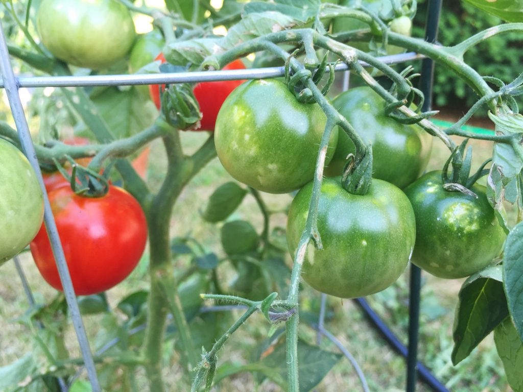 rukristin #kandjgarden mid-july update rukristin #kandjgarden mid-july update