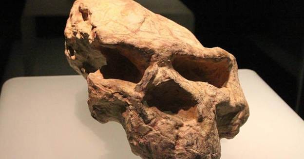 The original Yunxian Man cranium before reconstruction, showing distortion from geological pressure.