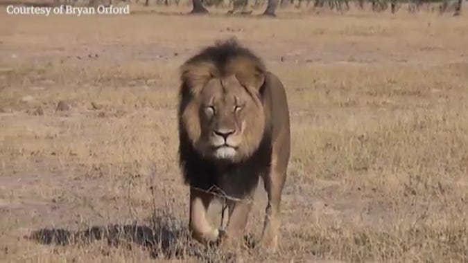 Cecil