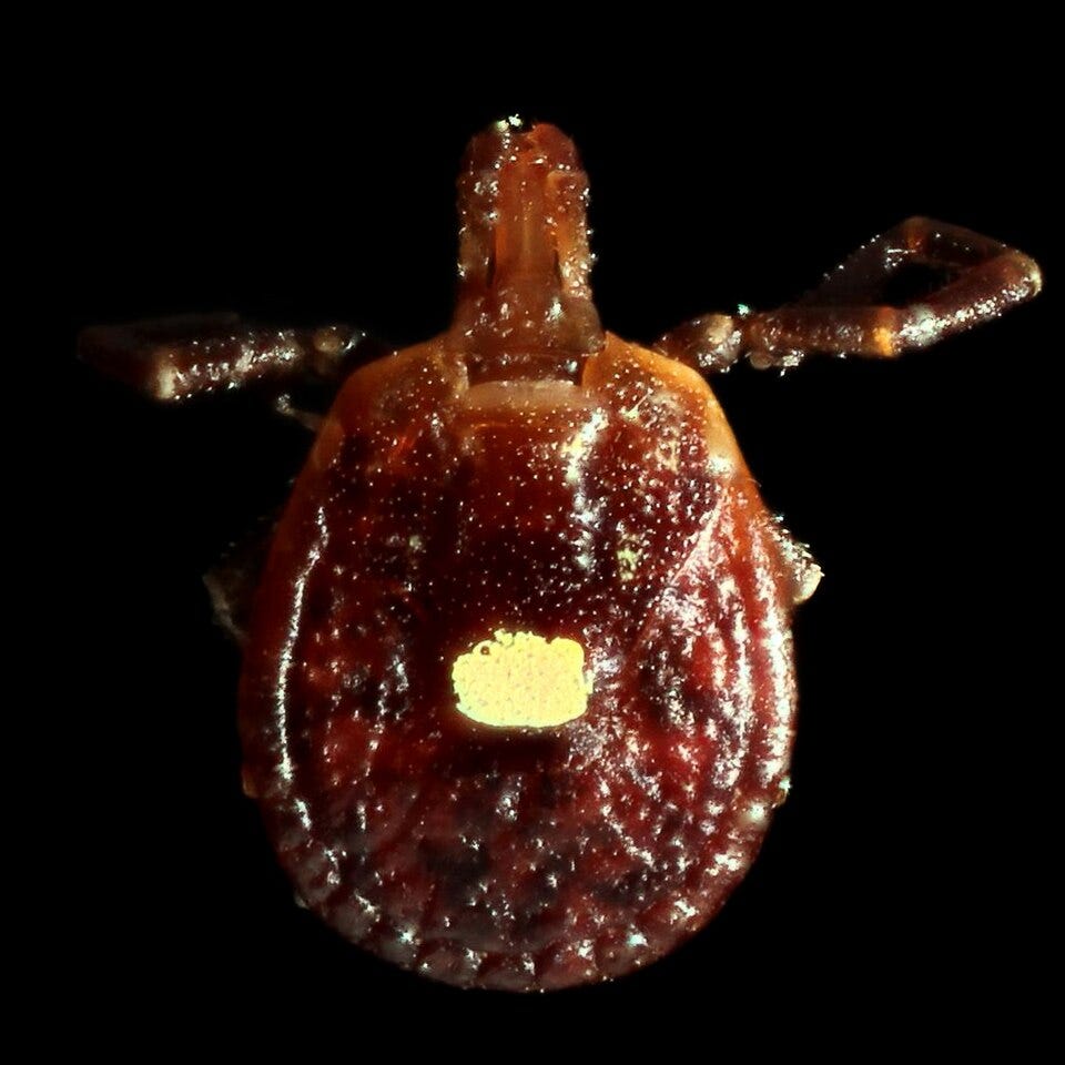 File:Lone Star Tick (Amblyomma americanum) ♀ (14422859582).jpg File:Lone Star Tick (Amblyomma americanum) ♀ (14422859582).jpg