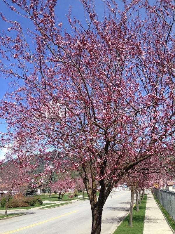 blossoms