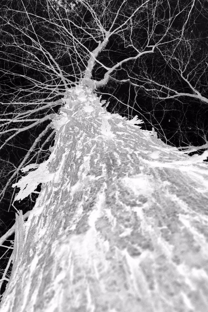 hickory-30-negative hickory-30-negative
