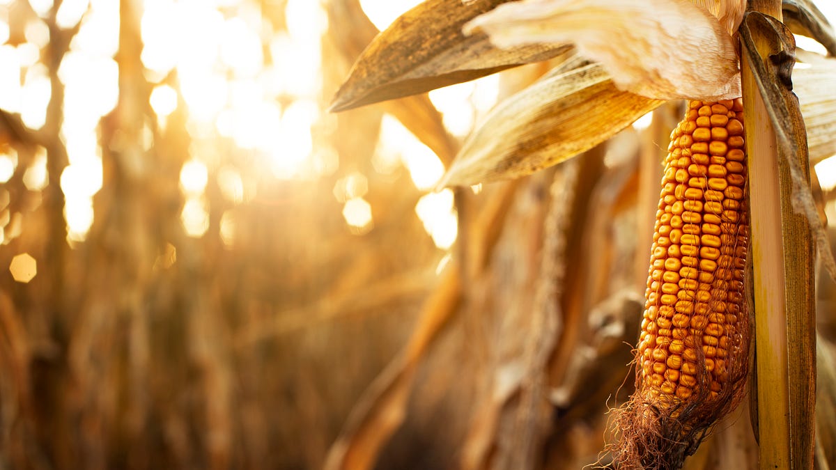 Subcorn Comments - The Revenge of Corn - by Justin McAffee