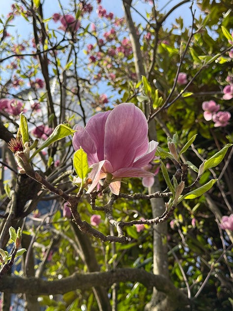 A triptych of spring scenes in a park or garden. The left image shows a formal avenue lined with cherry blossom trees in full bloom creating a pink and white canopy over a paved pathway. The center image features a close-up of a single pink magnolia flower blossoming among green leaves. The right image depicts a winding garden path through trees beginning to leaf out, with white spring flowers like daffodils or snowdrops scattered across the ground beneath them.