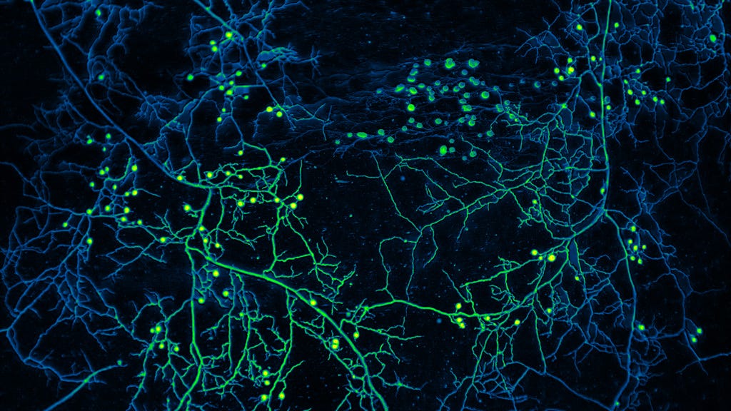 High-resolution mycelium network