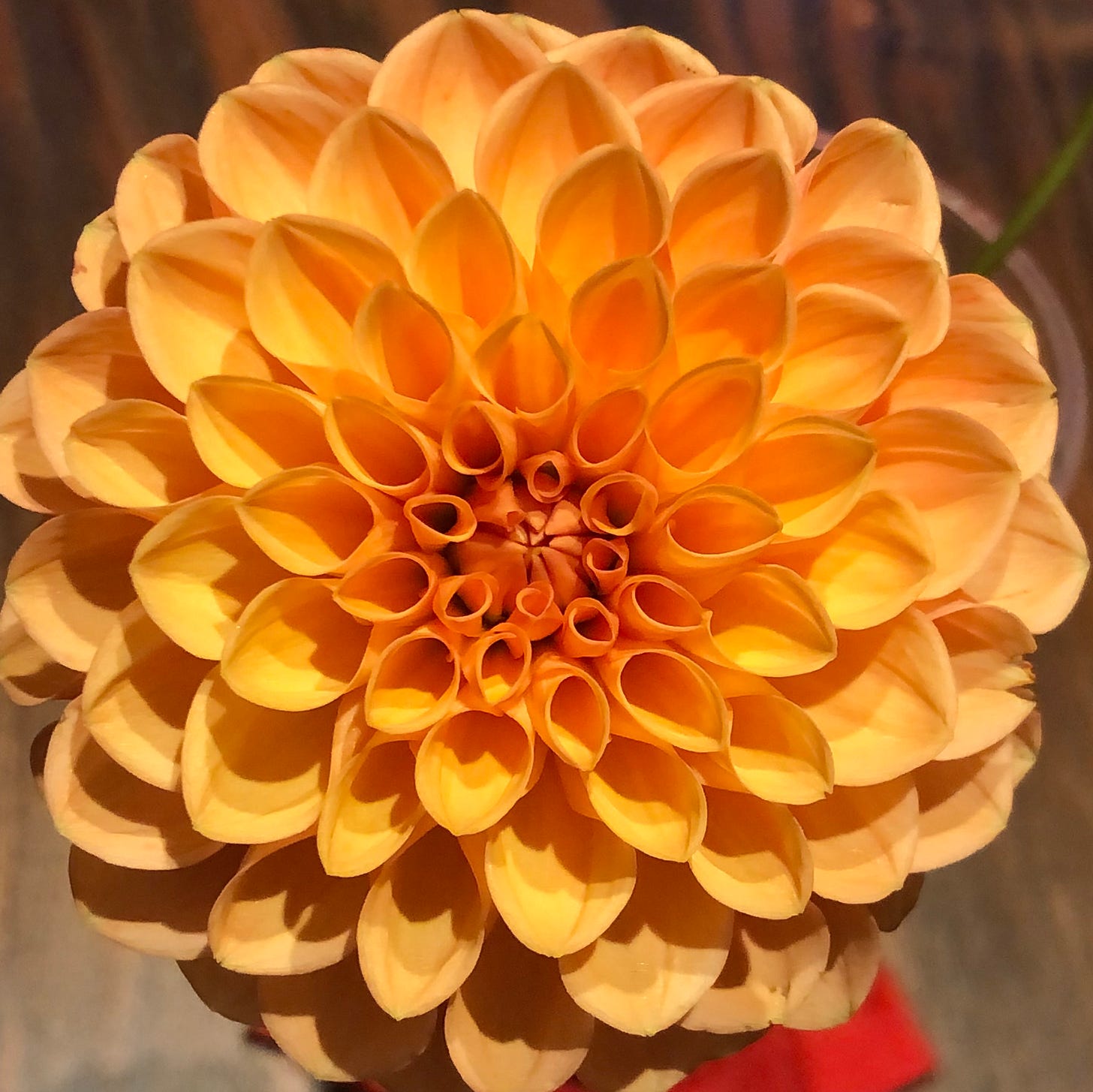 gratuitous dahlia